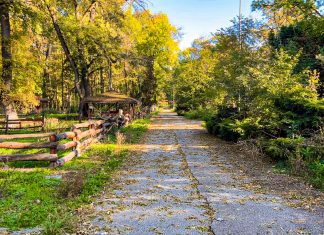 Pădurea Verde din Timișoara devine pădure-parc: Primăria încheie acordul cu Romsilva