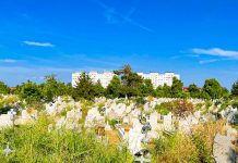 Consilierul local Roxana Iliescu anunță o nouă „pepinieră” de posturi pentru useriști în administrația publică locală. Este vorba despre noua structură din cadrul Horticultura SA care ar trebui sa administreze două cimitire din oraș, deși nu are avizele necesare cerute de lege