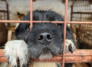 Dominic Fritz extinde ancheta în Primărie, după problemele semnalate la adăpostul de câini Danyflor