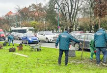 Primăria Timișoara spune că a plantat peste 3.000 de arbori în 2023 în oraș