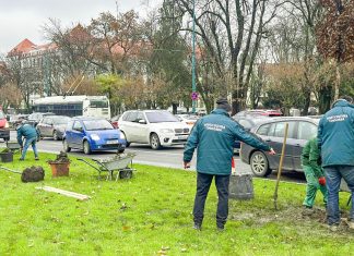 Primăria Timișoara spune că a plantat peste 3.000 de arbori în 2023 în oraș