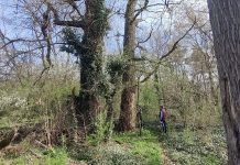 Intervenții de siguranță în zona Pădurii Verzi