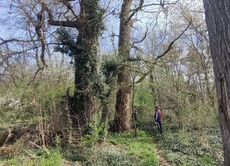 Intervenții de siguranță în zona Pădurii Verzi