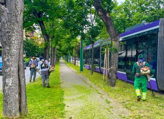 Primăria Timișoara – acțiuni de cosire a ierbii și îngrijirea spațiilor verzi