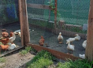 Ponei, găini și rațe, vaci și oi – asta au găsit polițiștii locali în curțile timișorenilor, deși creșterea lor pe raza municipiului este interzisă