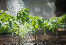 Apa din rețea nu este pentru udatul grădinilor!