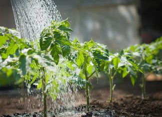 Apa din rețea nu este pentru udatul grădinilor!