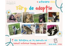 Târg de adopții pentru animale de companie ținut la Giarmata-Vii la început de octombrie