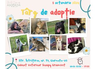 Târg de adopții pentru animale de companie ținut la Giarmata-Vii la început de octombrie