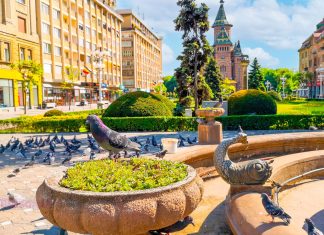 Porumbeii, victime colaterale în disputa dintre Prefectură și Consiliul Local Timișoara