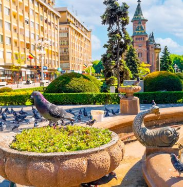 Timișoara surclasează Madrid și Budapesta în topul orașelor prietenoase pentru familii