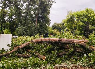 Dosar penal după ce un copac a căzut peste un tânăr în timpul furtunii din Timișoara