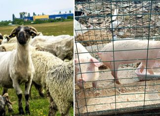 Val de amenzi în Timișoara pentru creșterea ilegală a animalelor de fermă în oraș