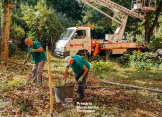 Cartierele Timișoarei, pe rând în planul de întreținere a spațiilor verzi