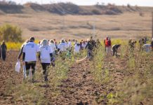 Comunitatea din Remetea Mare în acțiune: 15.000 de copaci plantați la Ianova plantare codru ianova