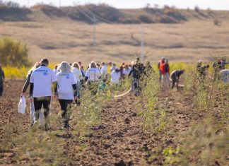 Comunitatea din Remetea Mare în acțiune: 15.000 de copaci plantați la Ianova plantare codru ianova