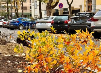 Primăria Timișoara extinde spațiile verzi pentru a combate efectele schimbărilor climatice