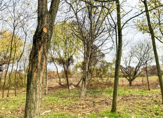 Lucrări de îngrijire a spațiilor verzi în Lipovei: Primăria Timișoara intervine pe strada Verde