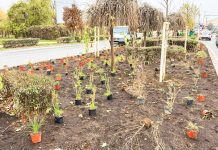 Coridor verde pe Divizia 9 Cavalerie din Lipovei: Primăria continuă plantările de toamnă