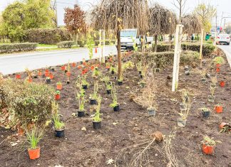 Coridor verde pe Divizia 9 Cavalerie din Lipovei: Primăria continuă plantările de toamnă