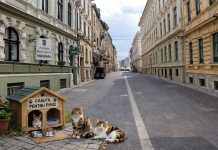 Căsuțe standardizate pentru pisici pe domeniul public, propuse de Primăria Timișoara