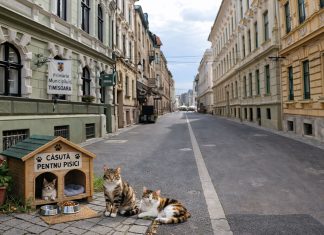 Căsuțe standardizate pentru pisici pe domeniul public, propuse de Primăria Timișoara