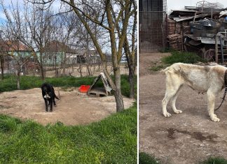 Operațiune masivă a poliției în Deta, Gătaia și Ciacova: permise suspendate și caz grav de cruzime asupra animalelor