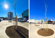 Primăvara începe cu plantări de arbori în Timișoara: stejar roșu în zona Pieței 700
