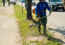 Primăria Timișoara începe cosirea ierbii în cartiere: peste 600 de hectare de spații verzi în întreținere (foto)