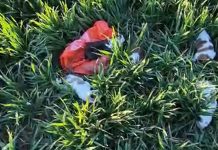 Amendă de 6.000 de lei pentru abandonarea a cinci pui de câine în Deta