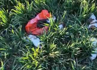 Amendă de 6.000 de lei pentru abandonarea a cinci pui de câine în Deta