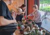 Expoziție de cactuși și plante suculente la Bastionul Theresia din Timișoara