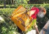 Florile orașului nu sunt suveniruri. Primăria Timișoara atrage atenția asupra furturilor din spațiile verzi