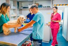 Programul gratuit de sterilizare din Timișoara: 44 de animale au beneficiat deja de intervenții