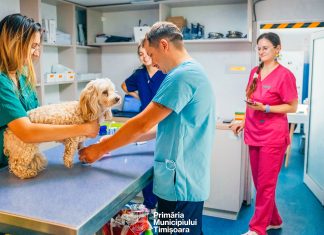 Programul gratuit de sterilizare din Timișoara: 44 de animale au beneficiat deja de intervenții
