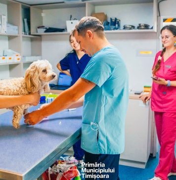 Programul gratuit de sterilizare din Timișoara: 44 de animale au beneficiat deja de intervenții