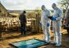 Restricții în zeci de localități din Timiș după confirmarea unui focar de pestă a micilor rumegătoare