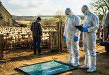 Restricții în zeci de localități din Timiș după confirmarea unui focar de pestă a micilor rumegătoare