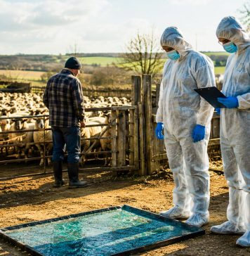 Restricții în zeci de localități din Timiș după confirmarea unui focar de pestă a micilor rumegătoare