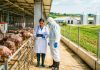 Două focare de pestă porcină africană, stinse oficial în Timiș. Ce măsuri rămân în vigoare