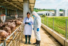 Două focare de pestă porcină africană, stinse oficial în Timiș. Ce măsuri rămân în vigoare