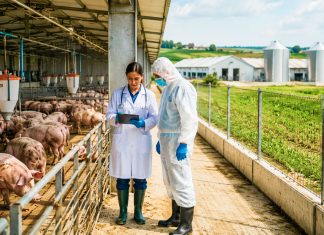 Două focare de pestă porcină africană, stinse oficial în Timiș. Ce măsuri rămân în vigoare
